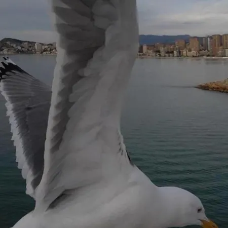 Apartmán Levante *